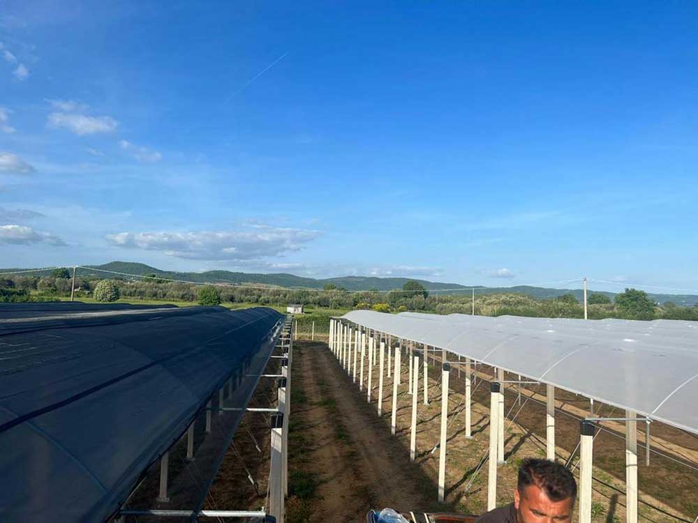 Hellenic Kiwi Nursery