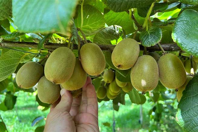 Ποιοι Είμαστε 1 Hellenic Kiwi Nursery