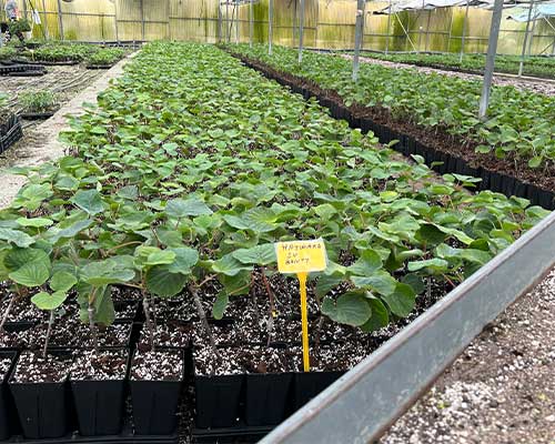 Hellenic Kiwi Nursery