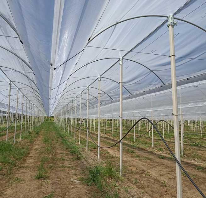 Hellenic Kiwi Nursery