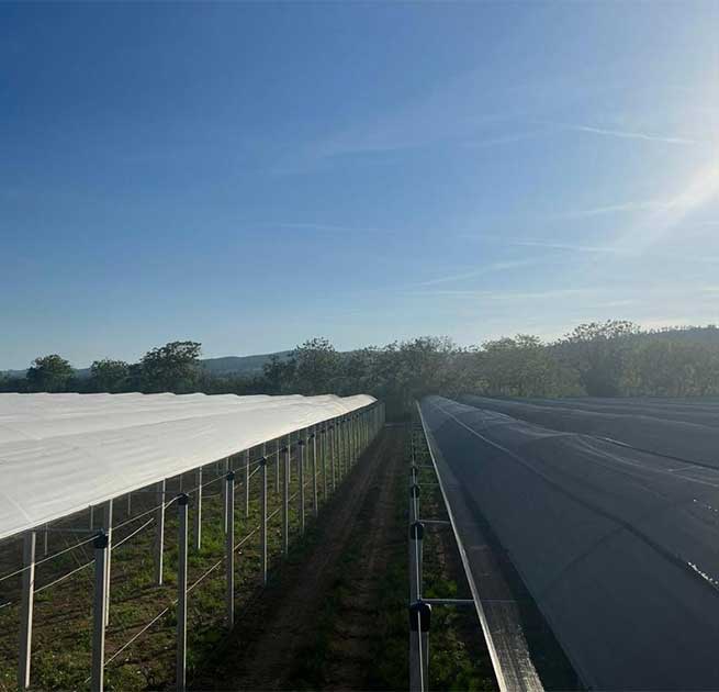 Υπηρεσίες 9 Hellenic Kiwi Nursery